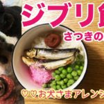 ジブリ飯！〜トトロ／さつきのお弁当・お犬さまアレンジ〜手作り犬ごはんレシピ