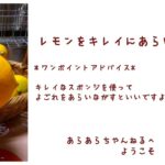 簡単！フライパンで出来るザクザクレモンピールとチョコレートピール #お菓子 #バレンタインデー