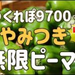 ヤバ旨！モリモリ∞に食べられる🌟『やみつき無限ピーマンの作り方』レンジでめっちゃ簡単💖美味しいヘルシー時短手抜き野菜料理 シーチキン お弁当 おつまみ みんなが大絶賛🌟クックパッド超人気神レシピ