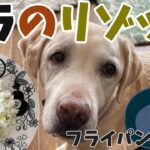 フライパン１つでできる！ | 犬用タラ（鱈）のリゾット | 犬の手作りごはん