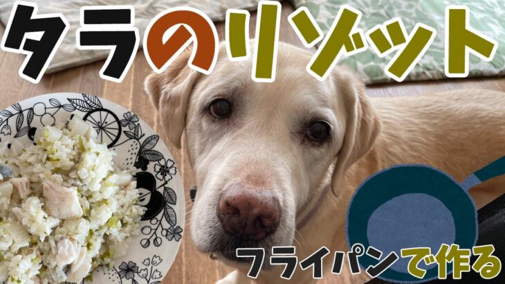 フライパン１つでできる！ | 犬用タラ（鱈）のリゾット | 犬の手作りごはん