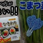 【小松菜納豆レシピ】納豆好きなら絶対ハマる。一度は作ってみて！これだけで白飯2杯いけちゃいます。