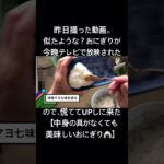 味噌マヨ七味のおにぎり　#簡単料理動画 #簡単レシピ #簡単料理 #簡単な料理 #おにぎり #おにぎりレシピ #アレンジ料理